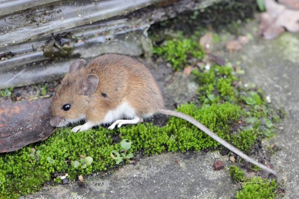 hantavirus_cover topo