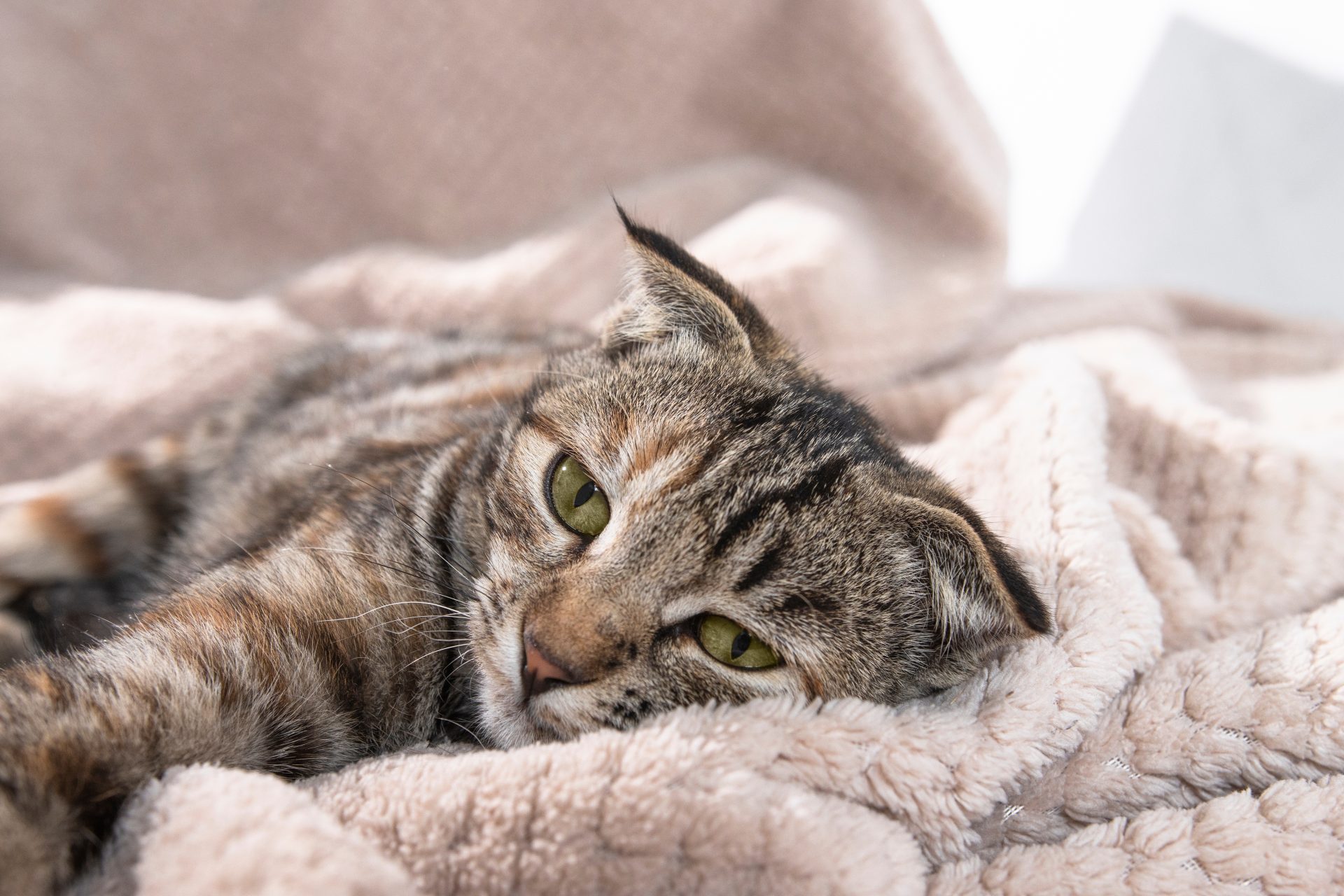 gatto sdraiato