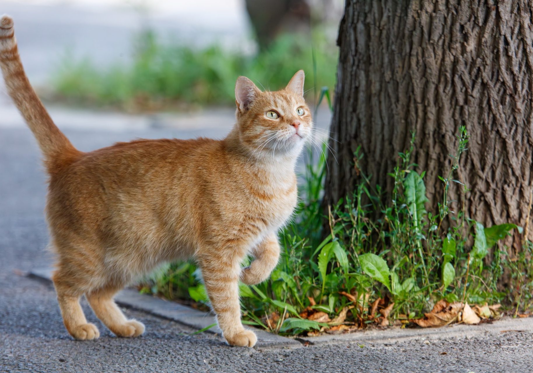 fiv-felv_cover gatto rosso all'aperto